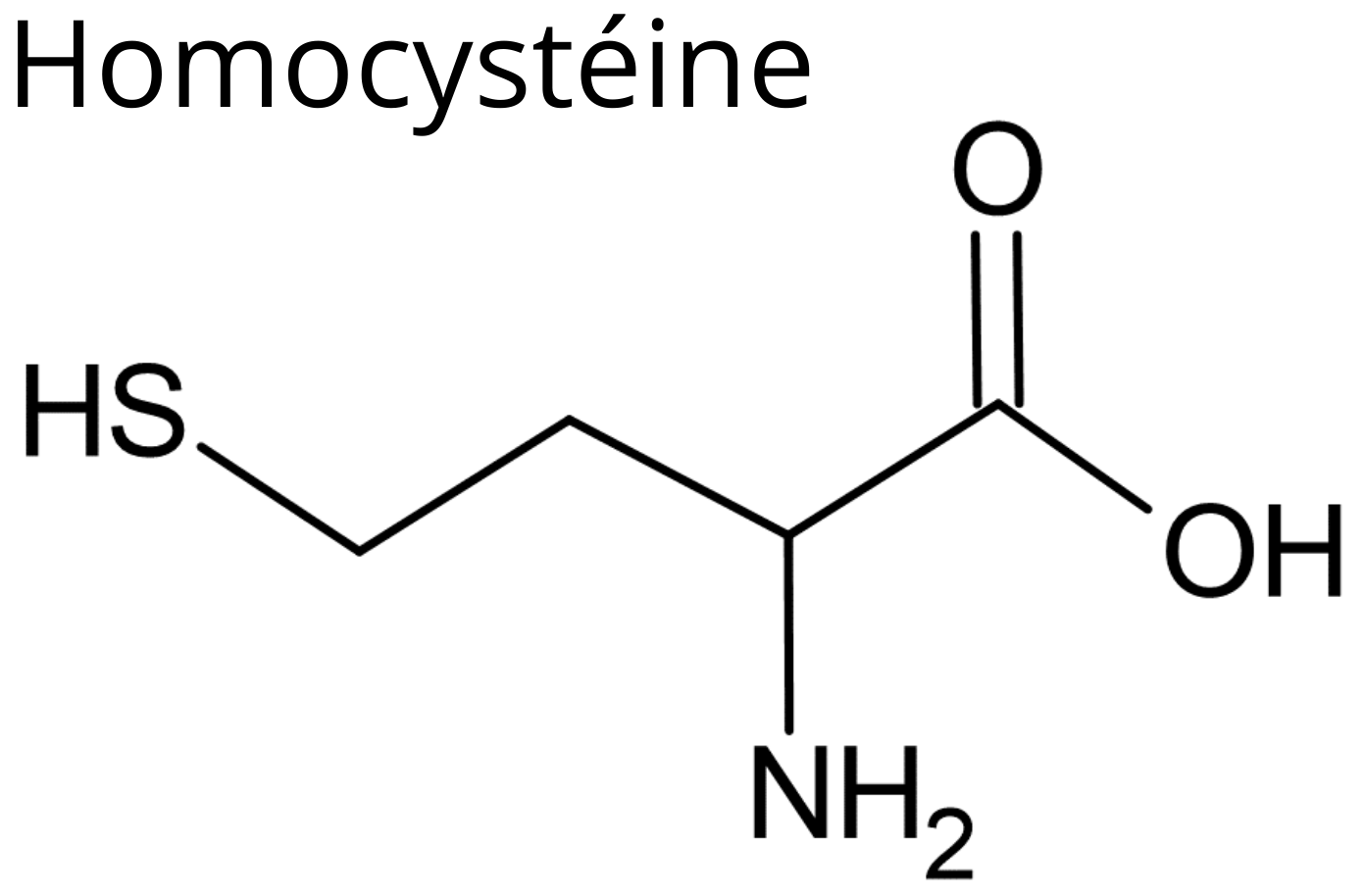 Homocystéine : un acide amine intermédiaire de la synthèse de méthionine et de la cystéine